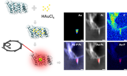 Assessing Au-Protein coordination in bacteria using X-rays