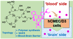 Synthesis of hyperbranched polymer architectures for biomedical applications