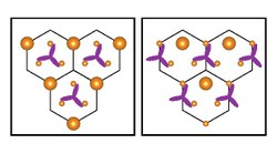 Correlated phases in TMDs