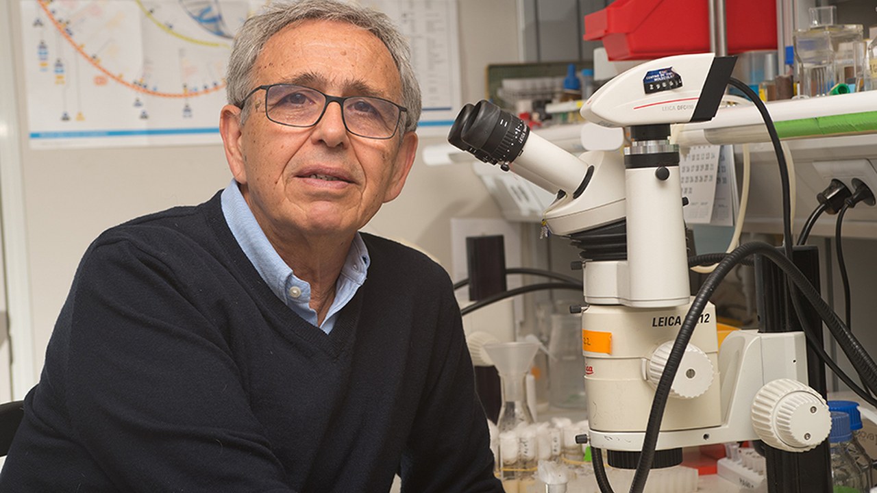 "The great genetic similarity between flies and humans. Implications for human biology and disease", conference by Ginés Morata