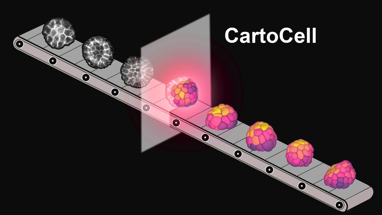 An open-source tool capable of detecting hidden patterns in cellular tissues