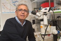 "El gran parecido genético entre moscas y humanos. Implicaciones en biología humana y enfermedad", conferencia de Ginés Morata